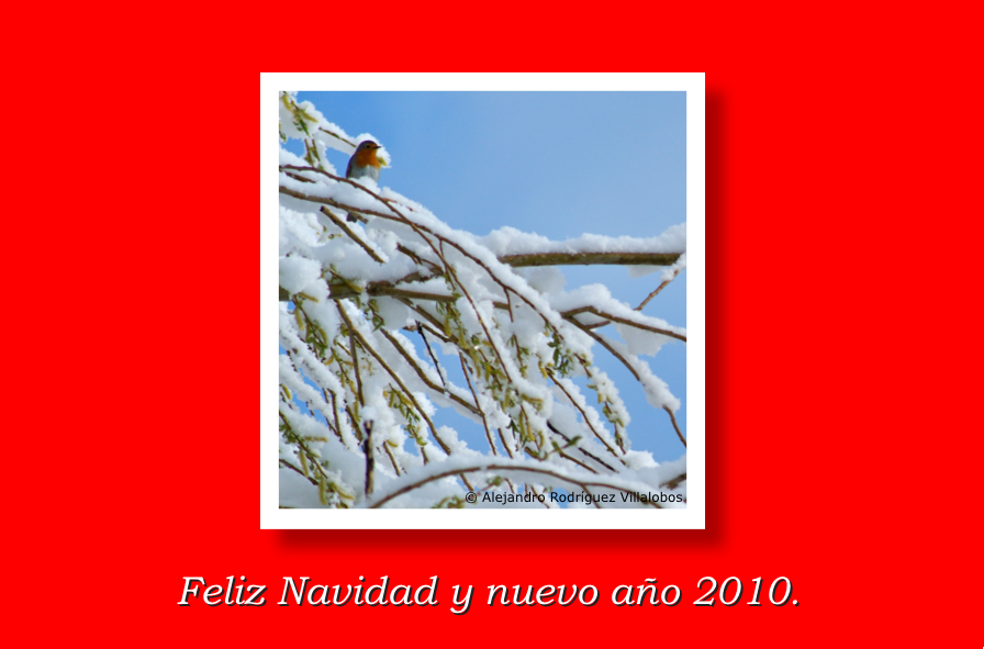Bon Nadal 2010